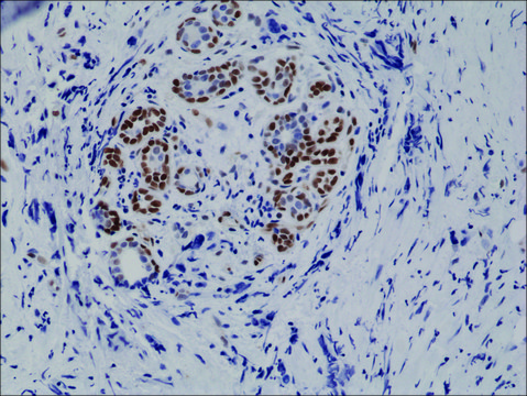 Anti-Phospho-STAT3 (Tyr705) antibody, Rabbit monoclonal