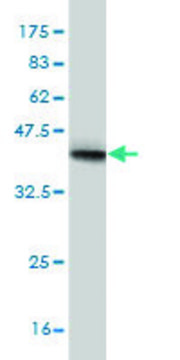 Monoclonal Anti-NEB antibody produced in