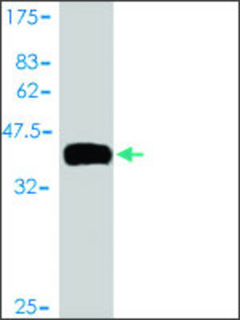 Monoclonal Anti-TCL1B antibody produced in