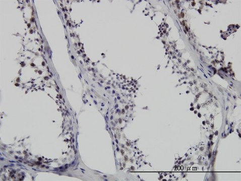 Monoclonal Anti-SMNDC1 antibody produced in