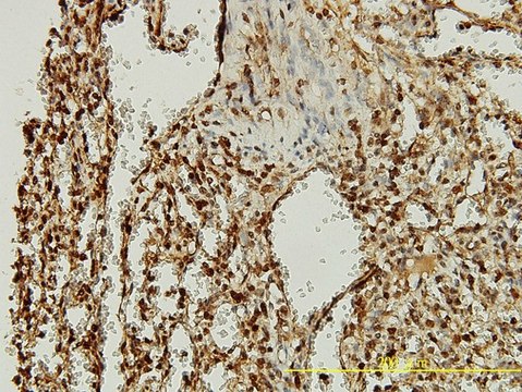 Monoclonal Anti-ORC2L antibody produced in
