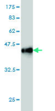 Monoclonal Anti-CTNND2 antibody produced in