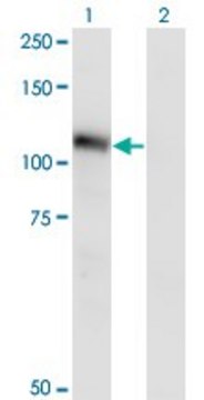 Monoclonal Anti-NLGN3 antibody produced in