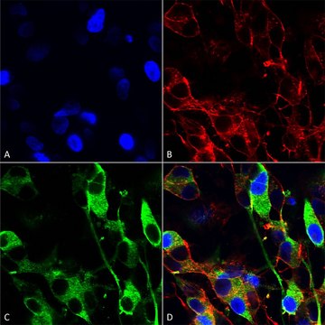 Monoclonal Anti-Gfap antibody produced in