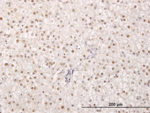 Monoclonal Anti-TPRX1 antibody produced in