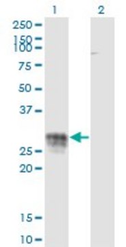 Monoclonal Anti-CD83 antibody produced in