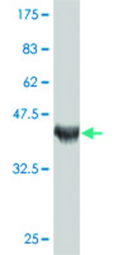 Monoclonal Anti-TSGA2 antibody produced in