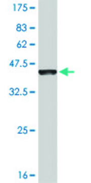 Monoclonal Anti-EVI2B antibody produced in