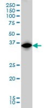 Monoclonal Anti-IRF1 antibody produced in