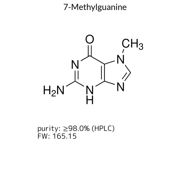 7-Methylguanine