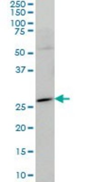 Monoclonal Anti-HES1 antibody produced in