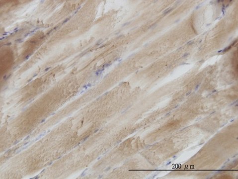 Monoclonal Anti-SH3BGR antibody produced in