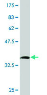 Monoclonal Anti-SMPDL3B antibody produced in