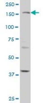 Monoclonal Anti-TEK antibody produced in
