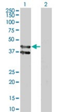 Monoclonal Anti-GPR175 antibody produced in