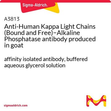 Anti-Human Kappa Light Chains (Bound