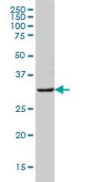 Monoclonal Anti-MS4A1 antibody produced in