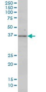 Monoclonal Anti-MAP2K3 antibody produced in