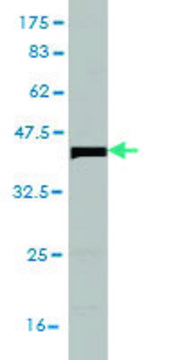 Monoclonal Anti-BTBD1 antibody produced in