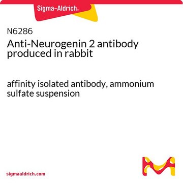 Anti-Neurogenin 2 antibody produced in