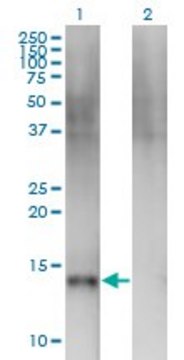 Monoclonal Anti-SEMA4B antibody produced in