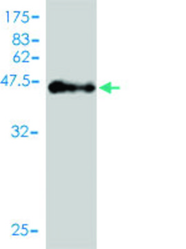 Monoclonal Anti-C1orf67 antibody produced in