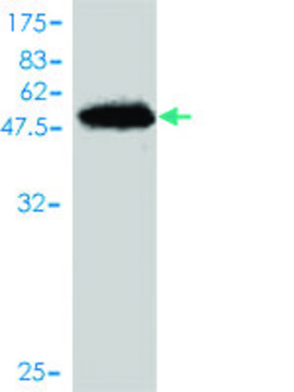 Monoclonal Anti-SNX10 antibody produced in