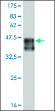 Monoclonal Anti-SMAD9 antibody produced in