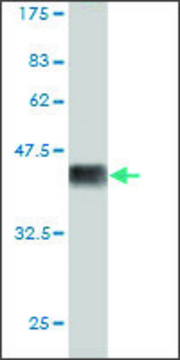 Monoclonal Anti-PLAGL1 antibody produced in