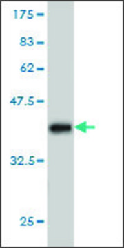 Monoclonal Anti-PPP1R9A antibody produced in