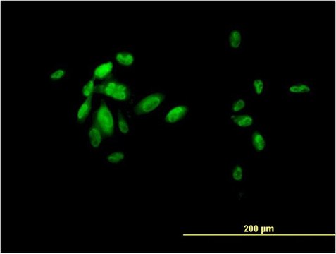 Monoclonal Anti-FOXA2 antibody produced in