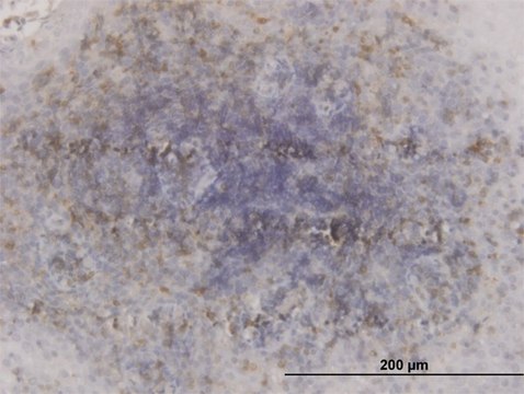 Monoclonal Anti-GSK3B antibody produced in