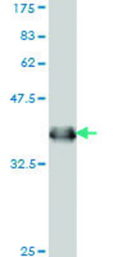 Monoclonal Anti-IFNAR1 antibody produced in