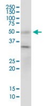Monoclonal Anti-BAG5 antibody produced in