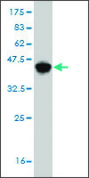 Monoclonal Anti-HLA-DMB antibody produced in