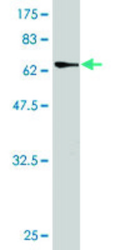 Monoclonal Anti-PARVG antibody produced in