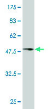 Monoclonal Anti-DCTN1 antibody produced in