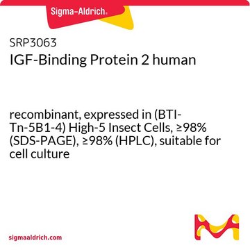 IGF-Binding Protein 2 human