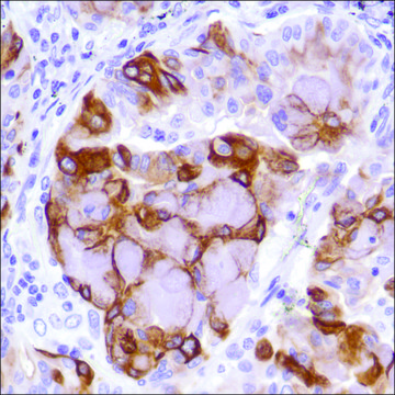 Anti-MUC-4 antibody, Rabbit monoclonal