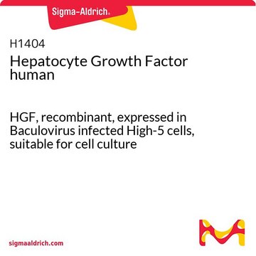Hepatocyte Growth Factor human