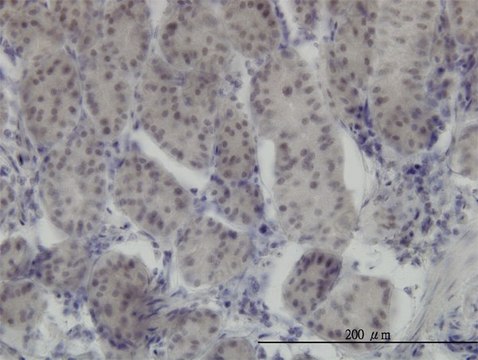 Monoclonal Anti-RUNX1 antibody produced in