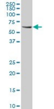 Monoclonal Anti-RIPK2 antibody produced in
