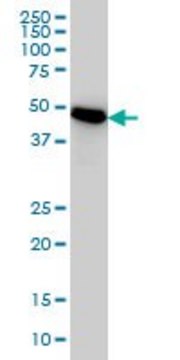 Monoclonal Anti-PSMC3 antibody produced in