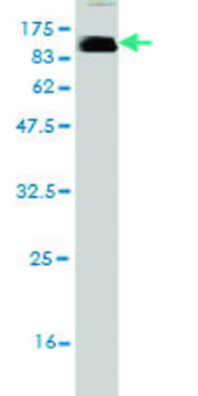 Monoclonal Anti-LILRB2 antibody produced in