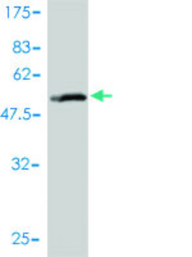 Monoclonal Anti-SLC27A4 antibody produced in