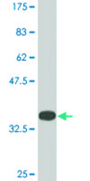 Monoclonal Anti-JARID1B antibody produced in