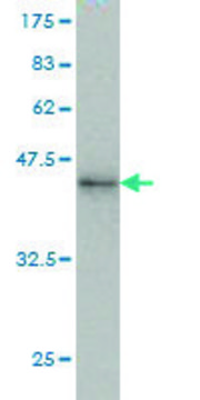 Monoclonal Anti-RNF190 antibody produced in