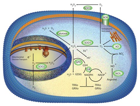 Superoxide Dismutase from bovine liver