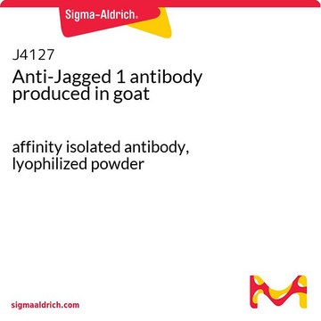 Anti-Jagged 1 antibody produced in