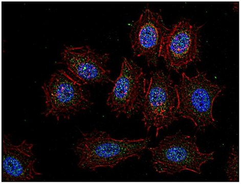 Monoclonal Anti-CSK antibody produced in